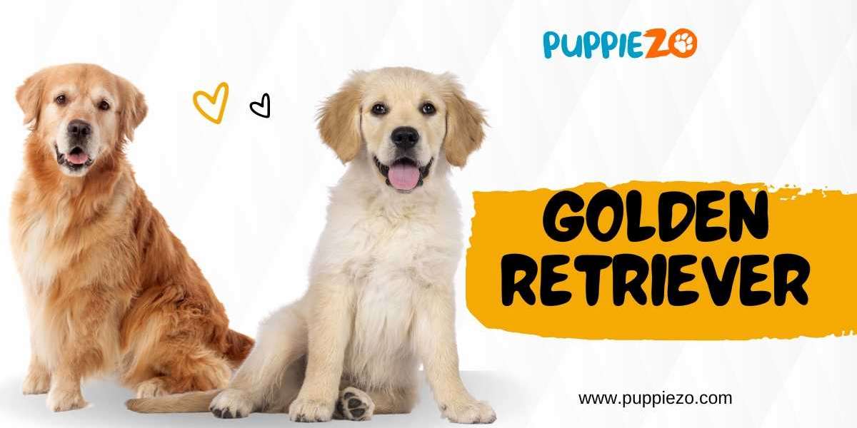 Buy golden retriever for Sale in India: A Comprehensive Guide