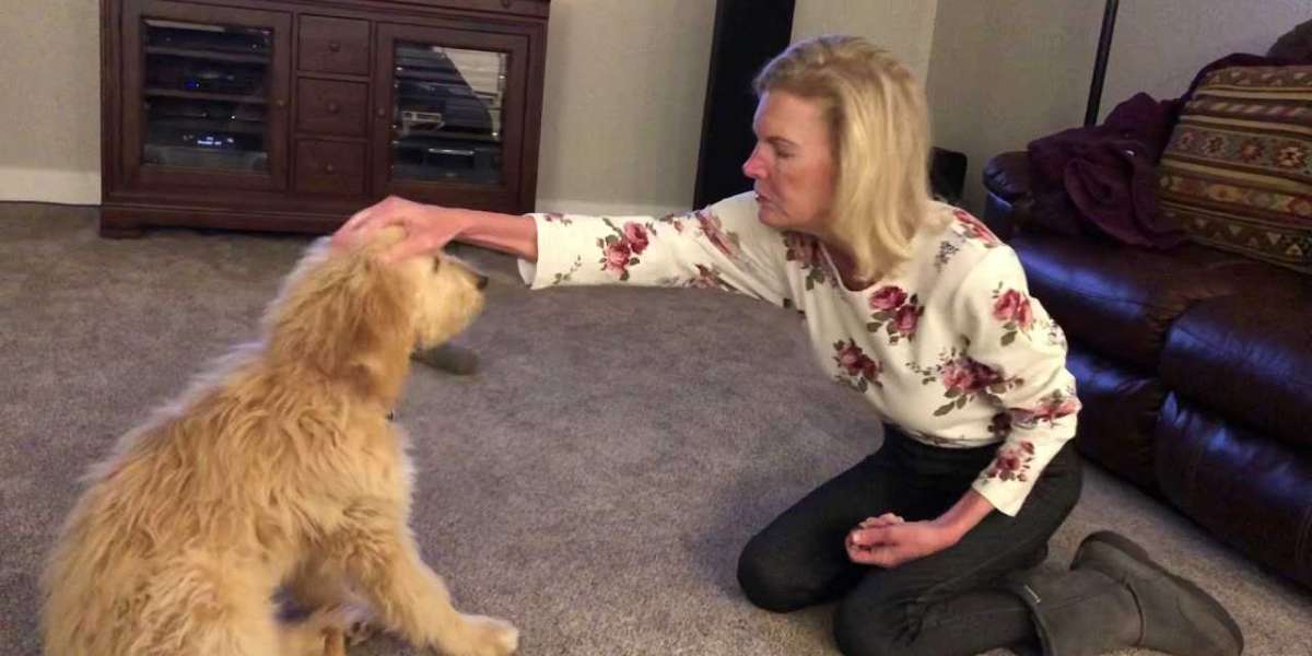 Getting Your Goldendoodle Into a Routine
