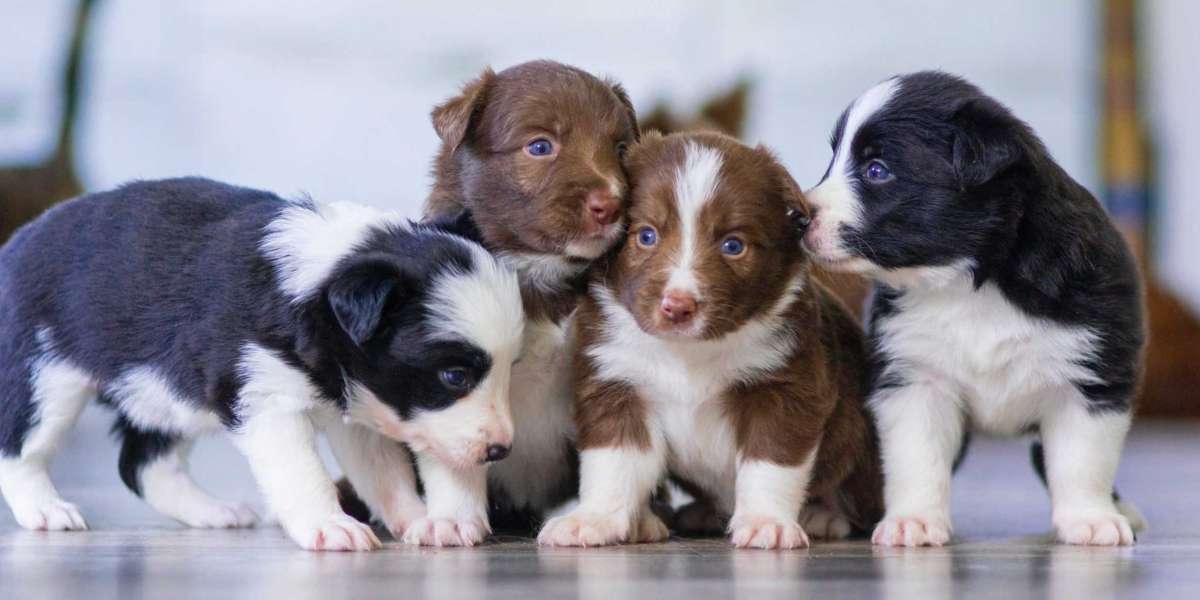 Who Benefits from a Puppy Training Program?