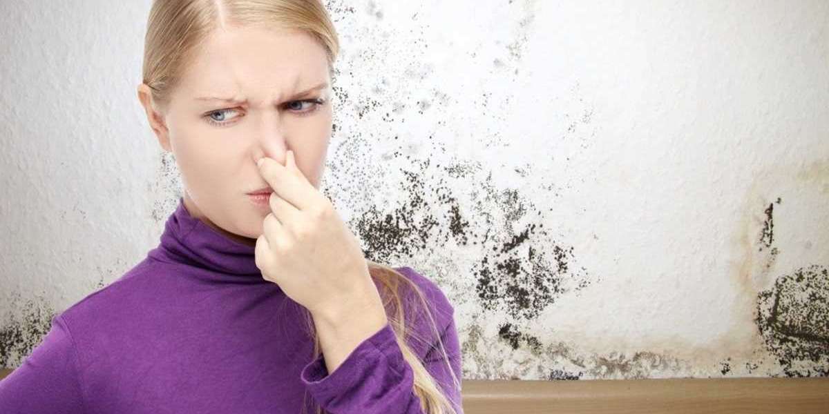 How To Get Rid Of Mold Odor: A Professional Guide