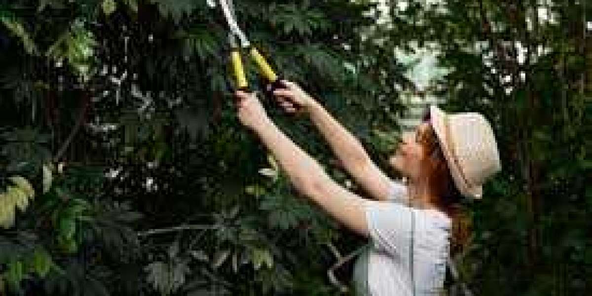 The Art of Tree Trimming: Keep Your Trees Thriving Year-Round