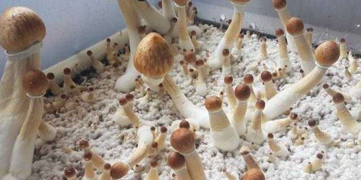 Essential Mycology Supplies for Fungal Cultivation