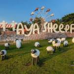 Pattaya Sheep Farm