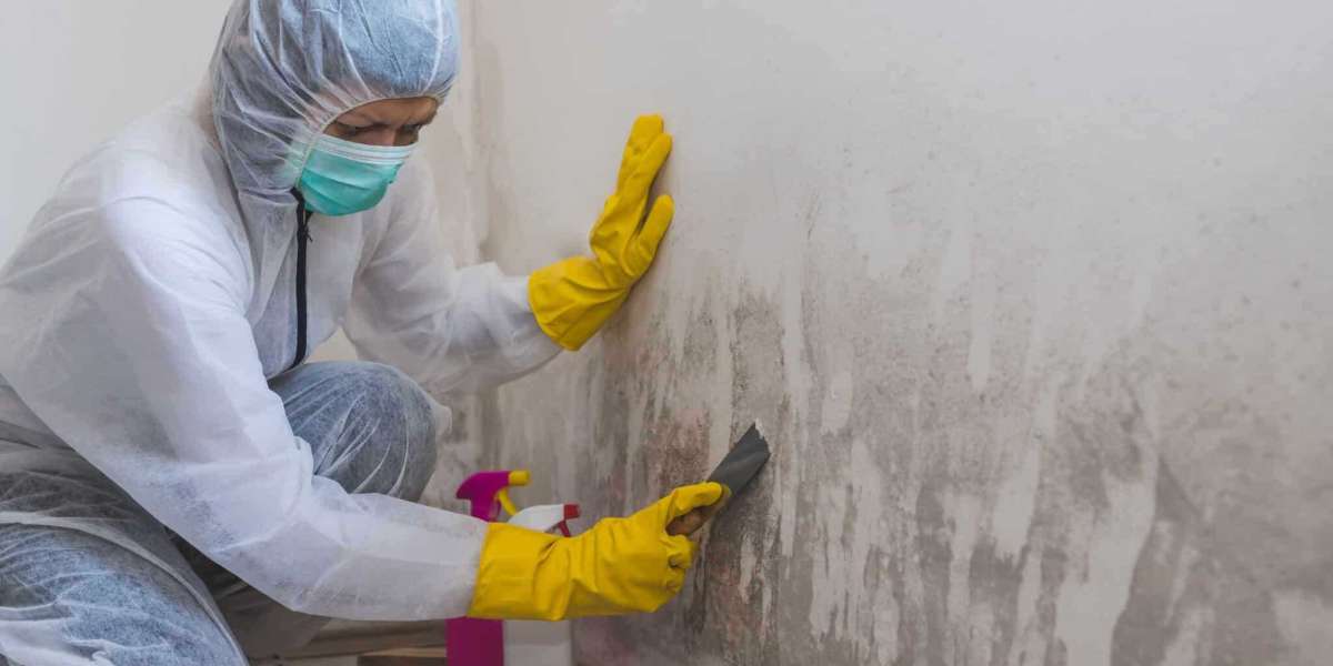 Discover the Importance of a Free Home Mold Inspection