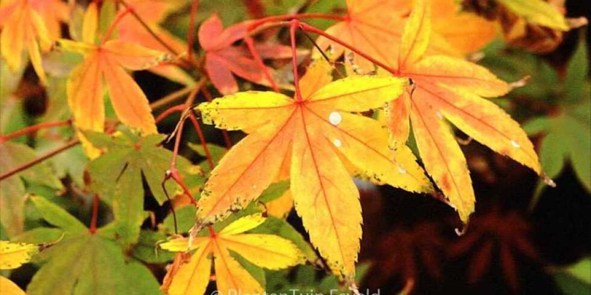 Ornamental Trees and Hedging: Bring Home the Beauty of Maples and Conifers to Your Garden