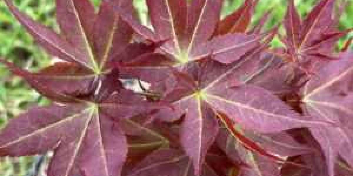 Vibrant Japanese Maples for Your UK Garden: A Splash of Color in Every Season