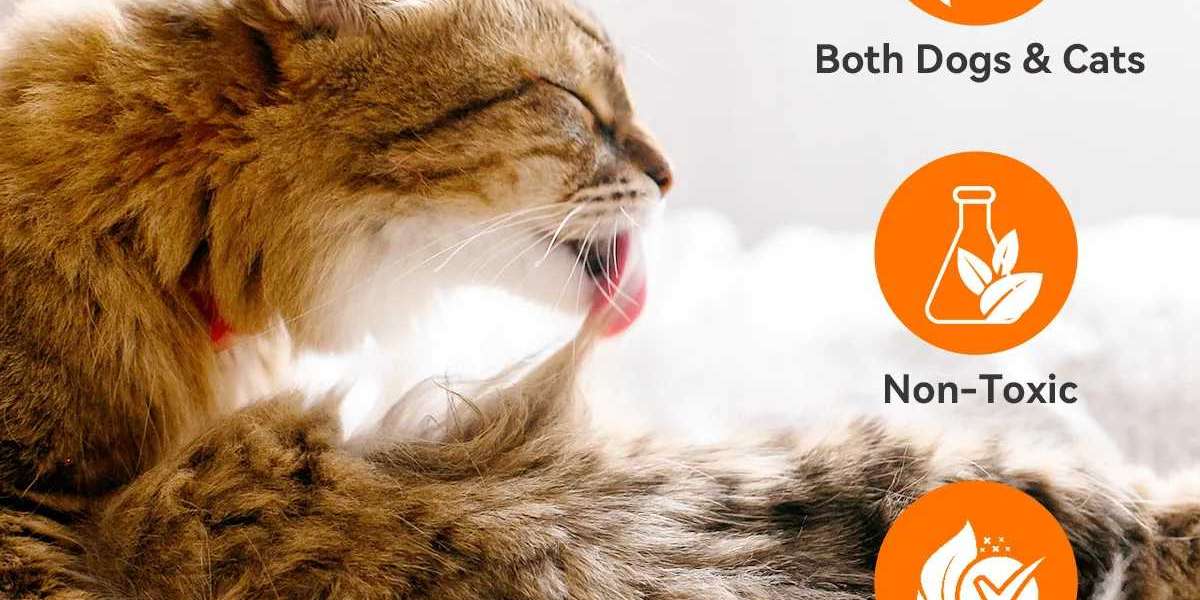 Gentle Care for Your Cat's Wounds: How to Promote Natural Healing