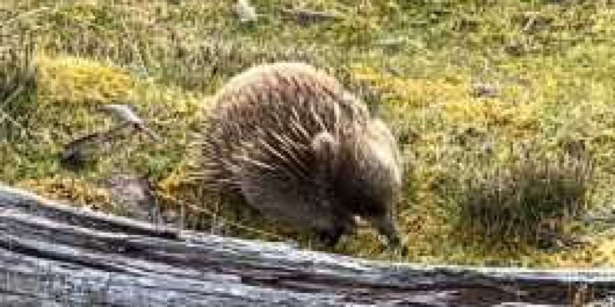 Discovering Tasmania's Unique Wildlife: A Haven for Biodiversity