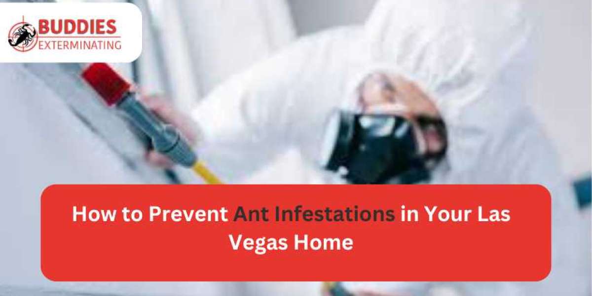 How to Prevent Ant Infestations in Your Las Vegas Home