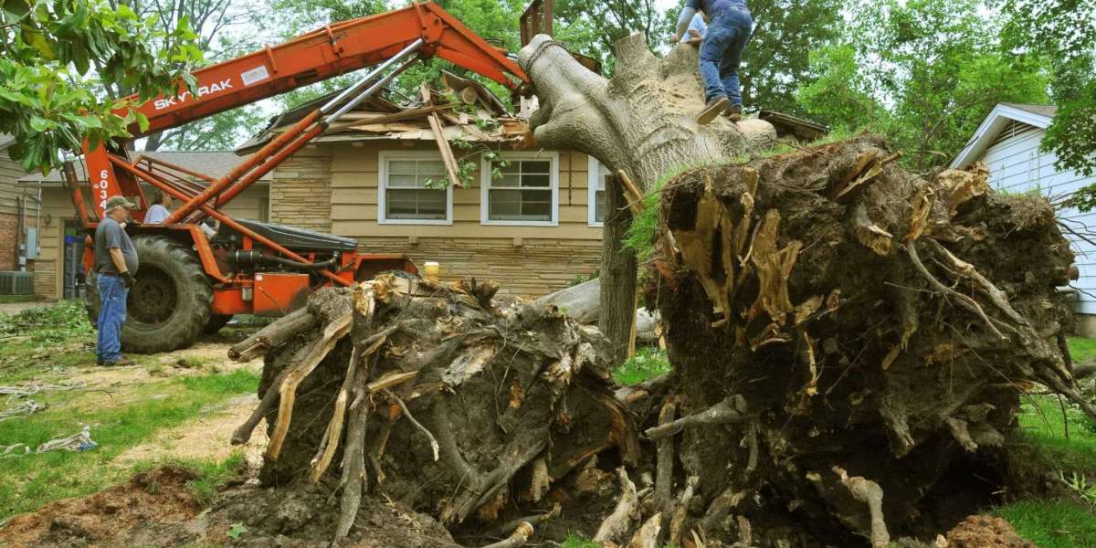 Why Choose Affordable Tree Service LLC for Your Tree Needs?