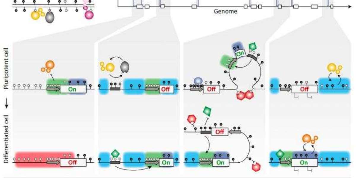 The Role of DNA Methylation in Modern Biomedical Research