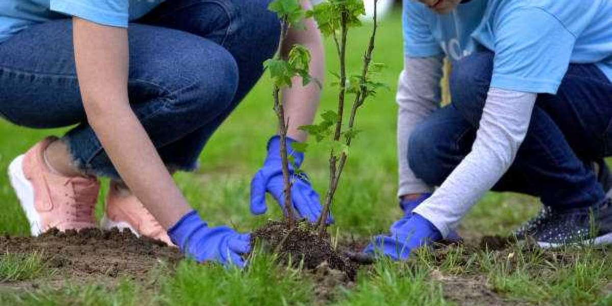 Tips for Preparing Your Yard for Tree Planting Services