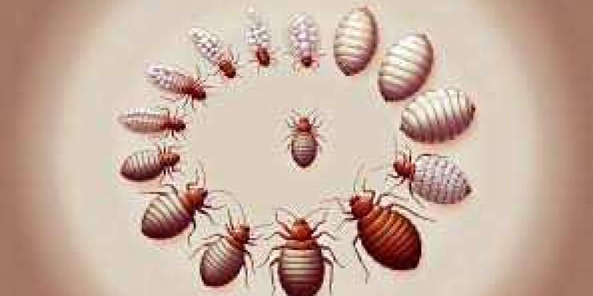 Understanding the Bed Bug Menace