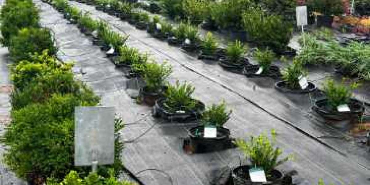 Caney Creek Nursery: Your Trusted Plant Nursery in Rockwood, TN, for Quality and Expert Gardening Solutions