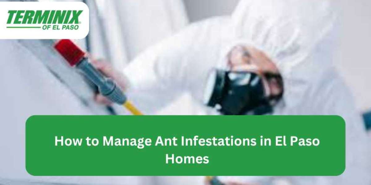 How to Manage Ant Infestations in El Paso Homes