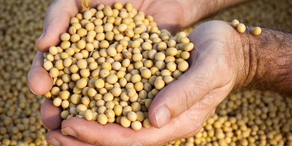 The Australia Soybean Market: Growth, Trends, and Future Outlook