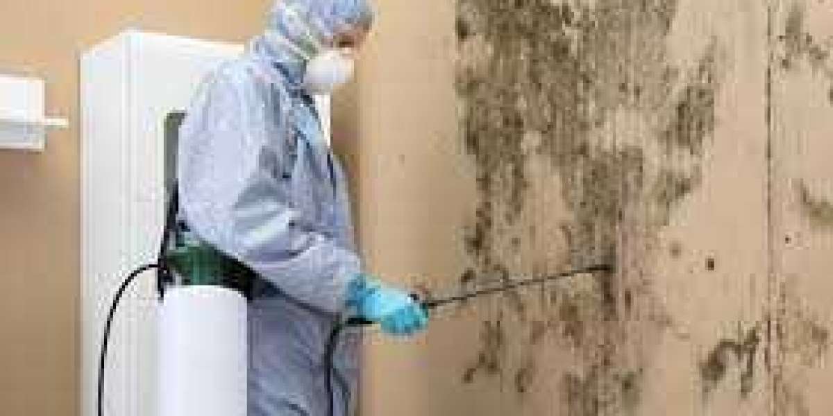 Miami Mold Remediation: Effective Solutions for a Healthier Home