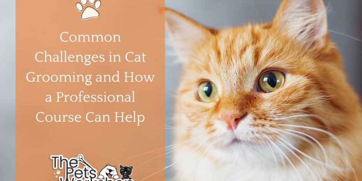 Professional Cat Grooming: Skills & Solutions — The Pets Workshop