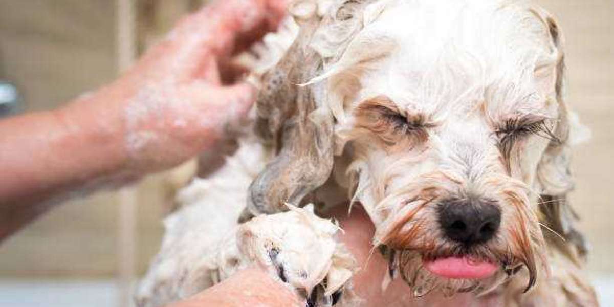 Oatmeal Shampoo for Dogs: A Comprehensive Guide to Soothing Sensitive Skin