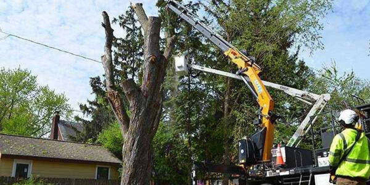 Expert Tree Services Sydney for Safe and Reliable Tree Care