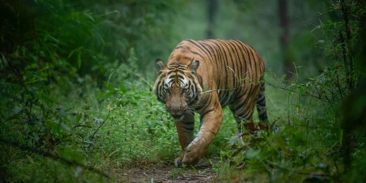 Corbett, Kanha and Bandhavgarh Tour