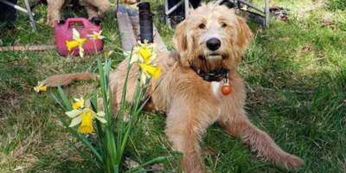 Choosing a Labradoodle Puppy? Make Sure They’re DNA Tested!