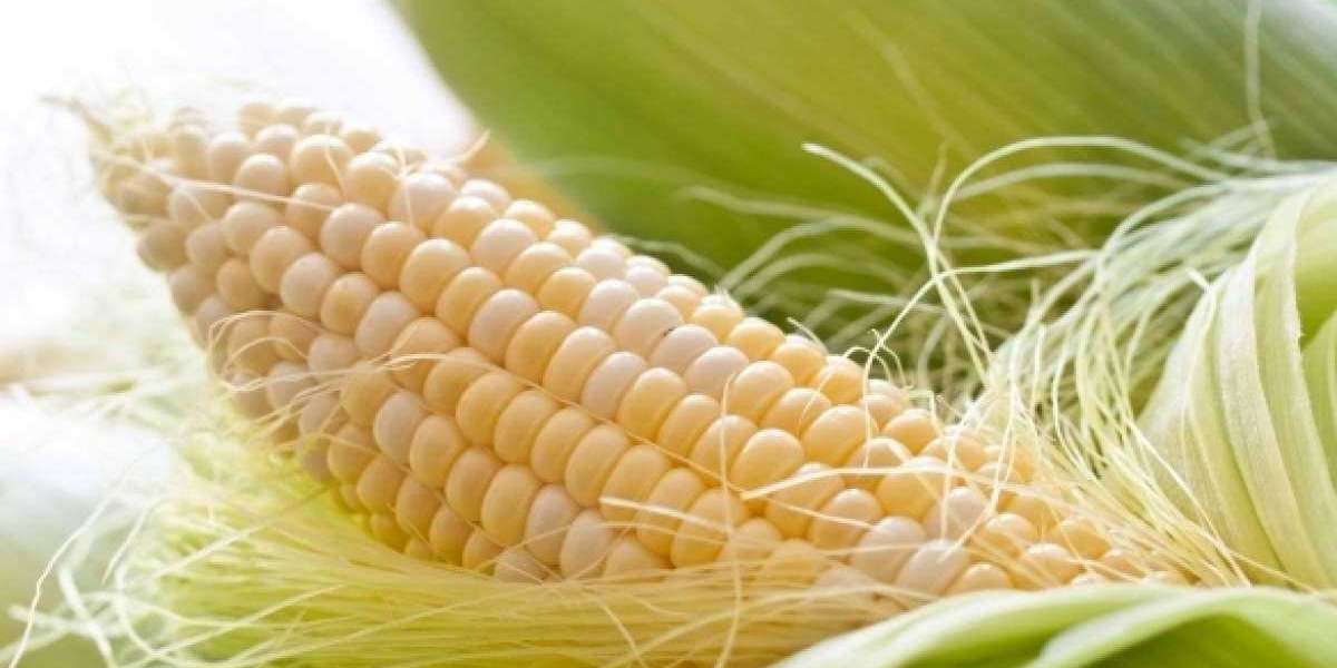 The Global Corn Fiber Market is driven by rising demand for natural ingredients