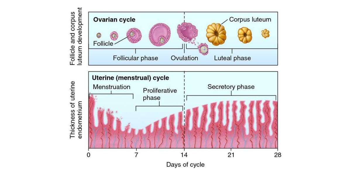 Fellowship in Embryology in India: Sperm Function Tests & More