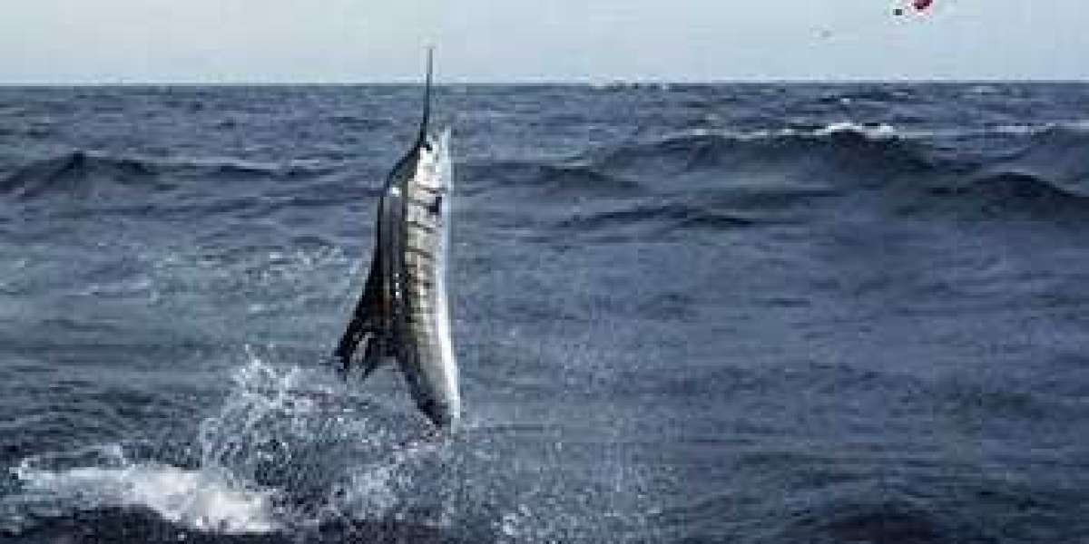 Miami Fishing Charters