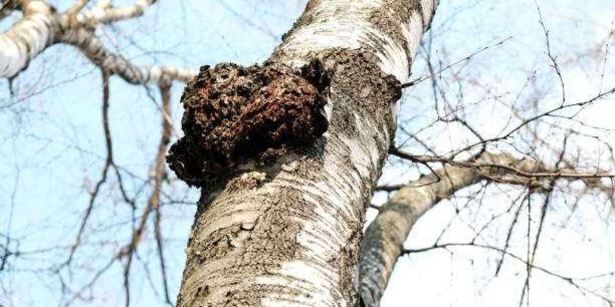 Common Mistakes to Avoid When Doing Tree Canker Treatment