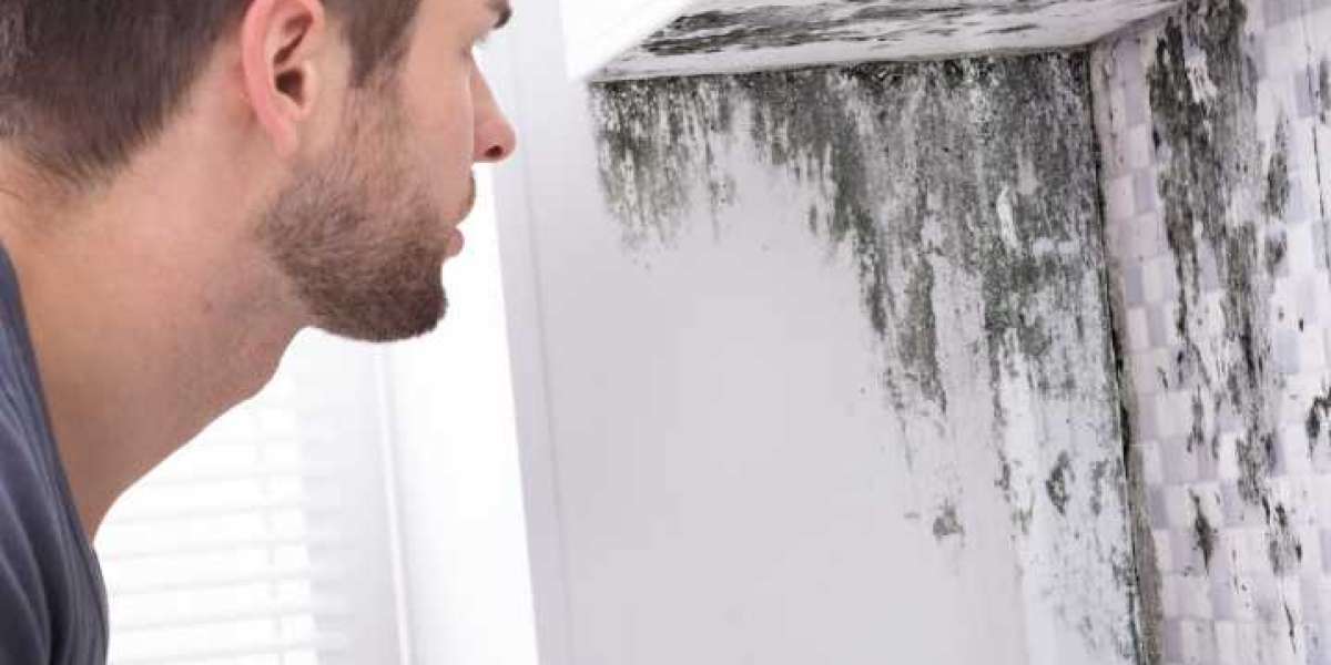Certified Mould Removal in Meath – Affordable & Reliable Solutions