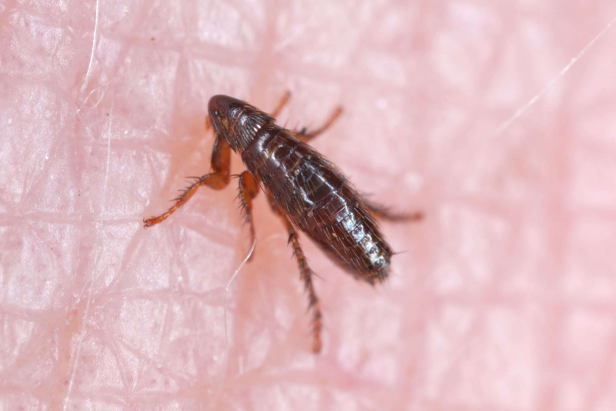 Say Goodbye to Fleas – Expert Fleas Pest Control in Brisbane by Auzzie Pest Control
