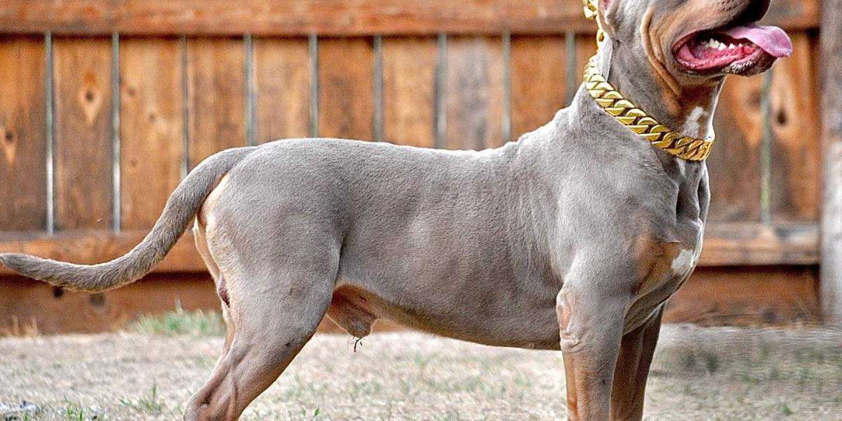 Finding the Perfect Pitbull for Sale: Your Guide to Healthy and Happy Pitbull Puppies