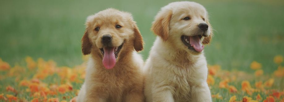 PawzNDogz Cover Image