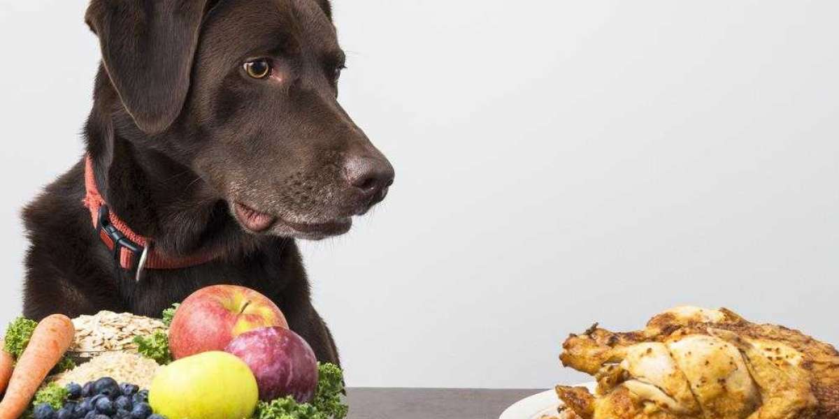 Transform Your Pet’s Life with Vancouver Nutrition Hacks