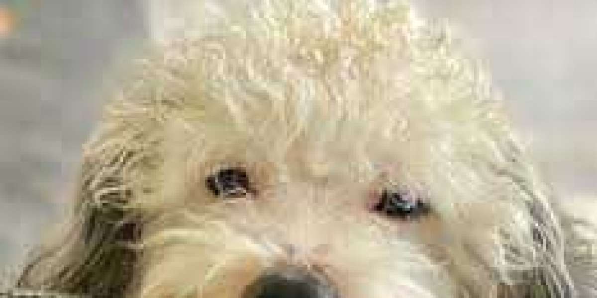 Finding Reputable Poodle Breeders in Ohio