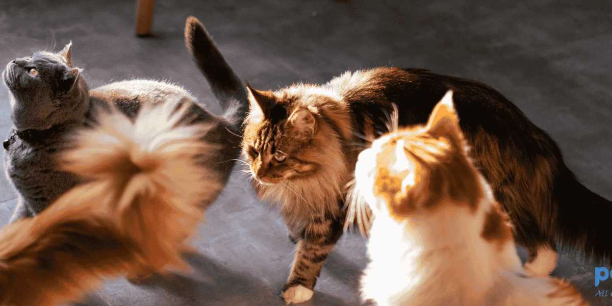 Top 5 Cat Breeds Suited for Homes in Pakistan