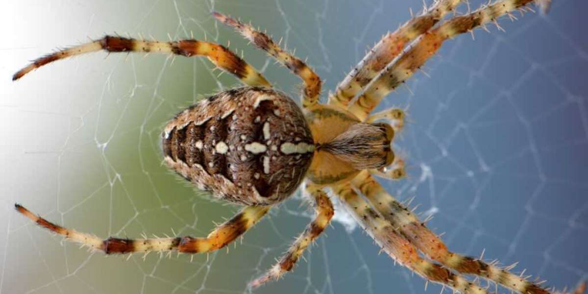Say Goodbye to Spiders: Naperville’s Trusted Pest Solution