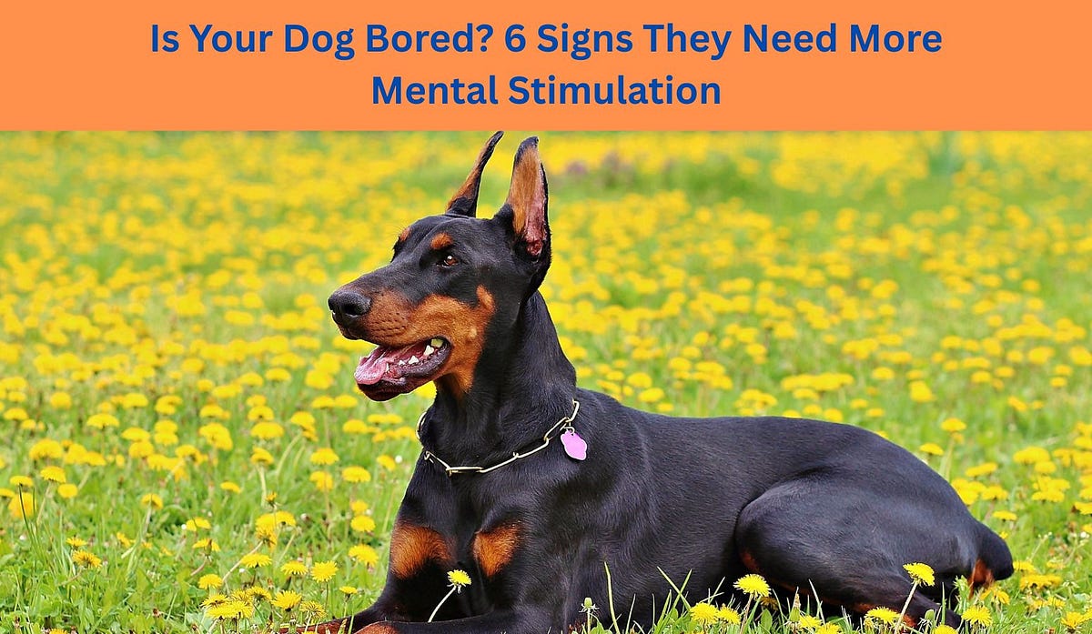 Is Your Dog Bored? 6 Signs They Need More Mental Stimulation | by Pawzndogz | May, 2025 | Medium