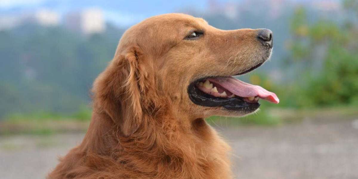 A Complete Guide to Pet Transport to EU from USA