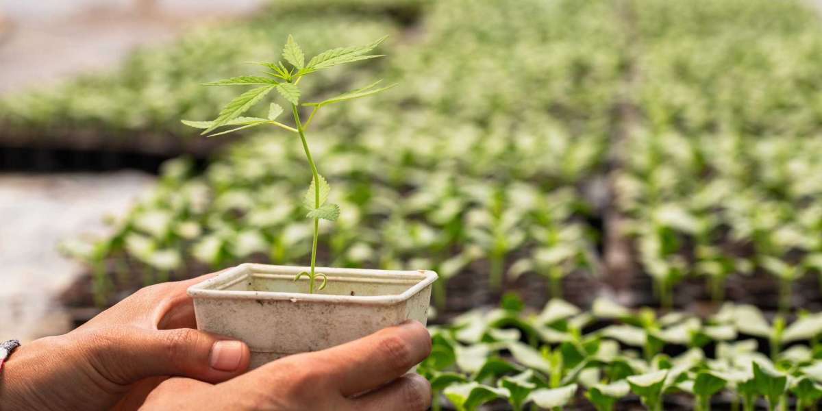 How to Explore the Best Cannabis Business Funding Options