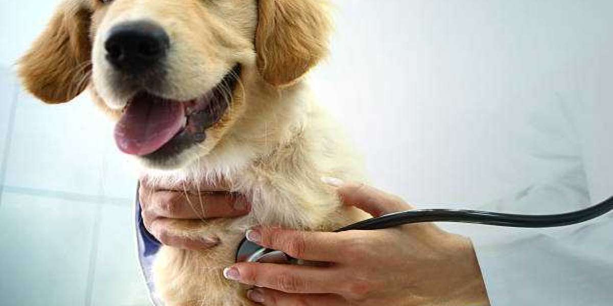 Beyond the Basics: Understanding What Pet Insurance Really Covers?