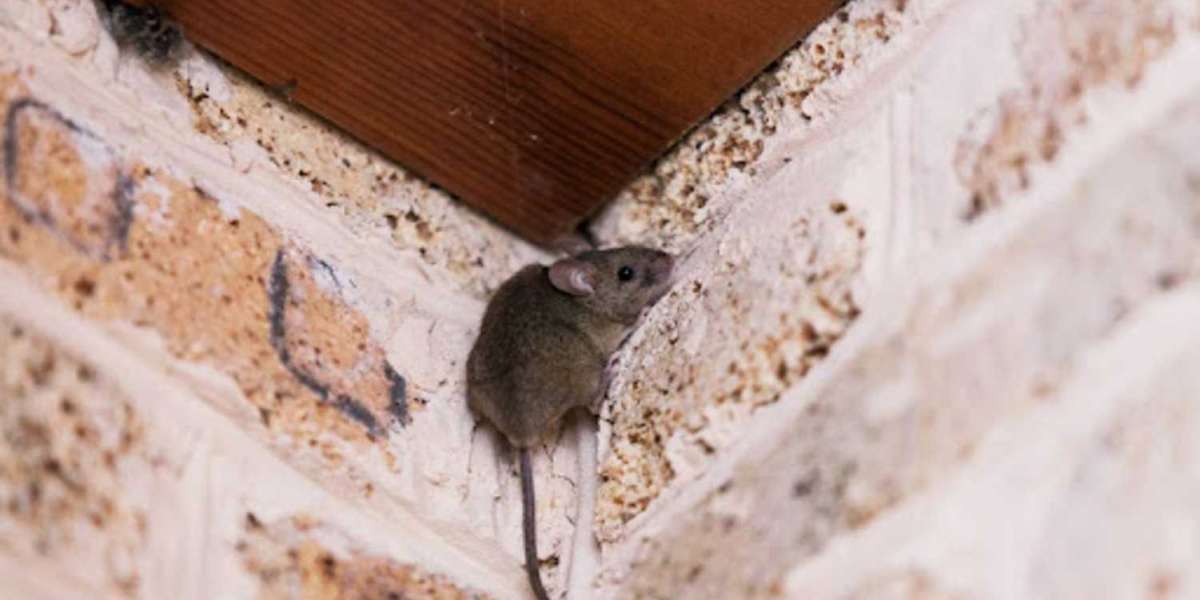 What steps should I take after rat removal to prevent future infestations in my Houston home?