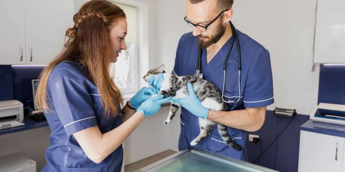 The Rise of Pet Grooming in Qatar: A New Era of Care for Cats and Dogs