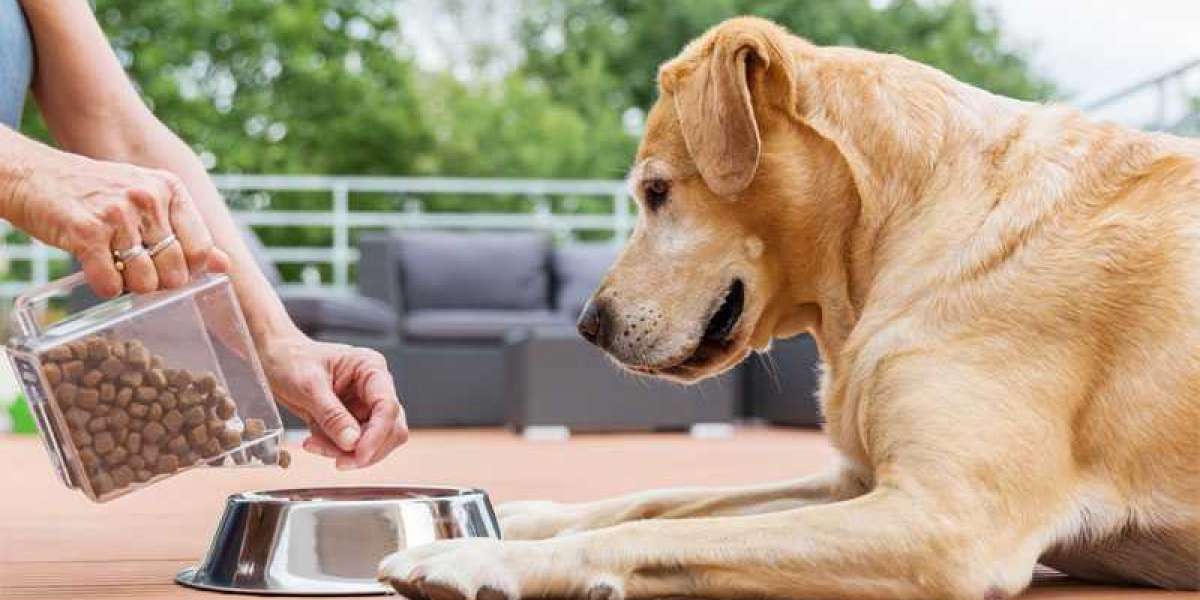 Is Your Pet’s Diet Falling Short? Vancouver Nutrition Tips to Fix It