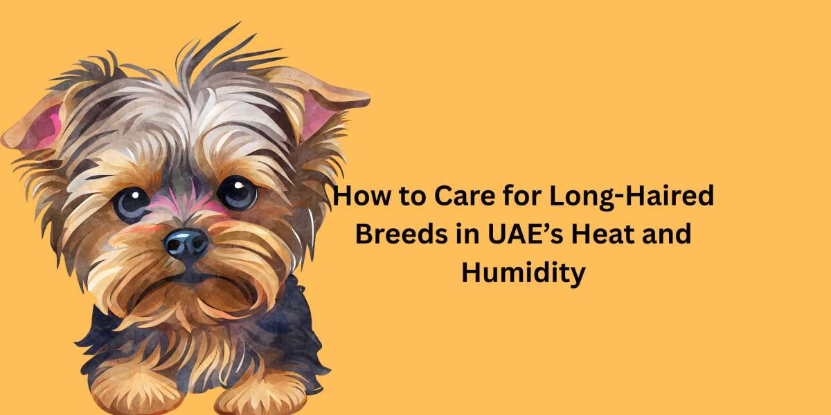 How to Care for Long-Haired Breeds in UAE’s Heat and Humidity