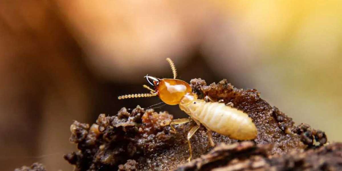 Tiny Pests, Big Problems: Your Local Termite Inspection Awaits