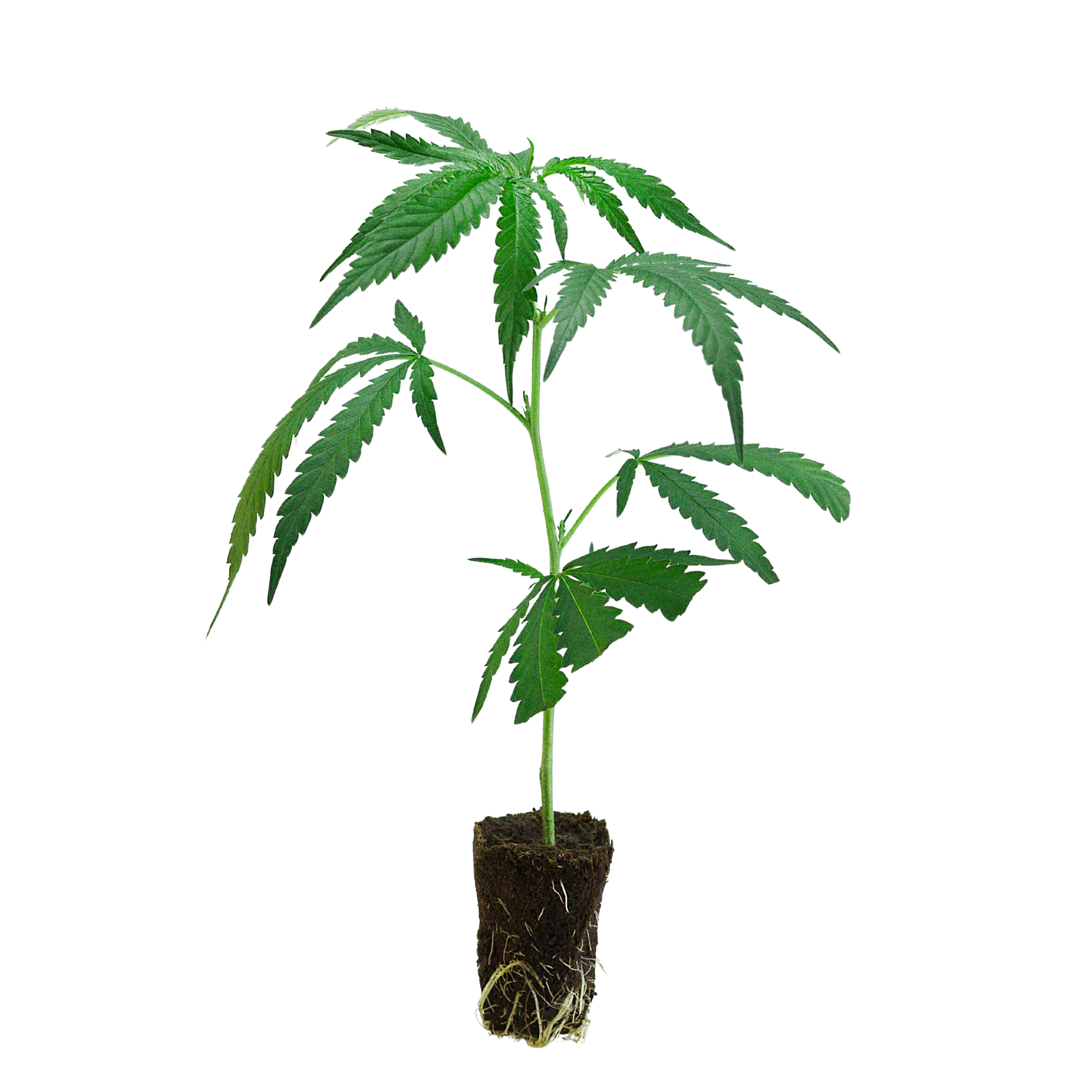 Homegrow Cannabis kaufen