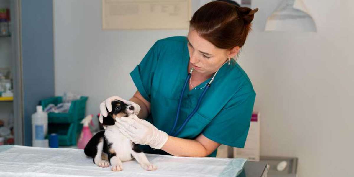 Pet Grooming in Qatar: A Growing Trend Among Pet Lovers