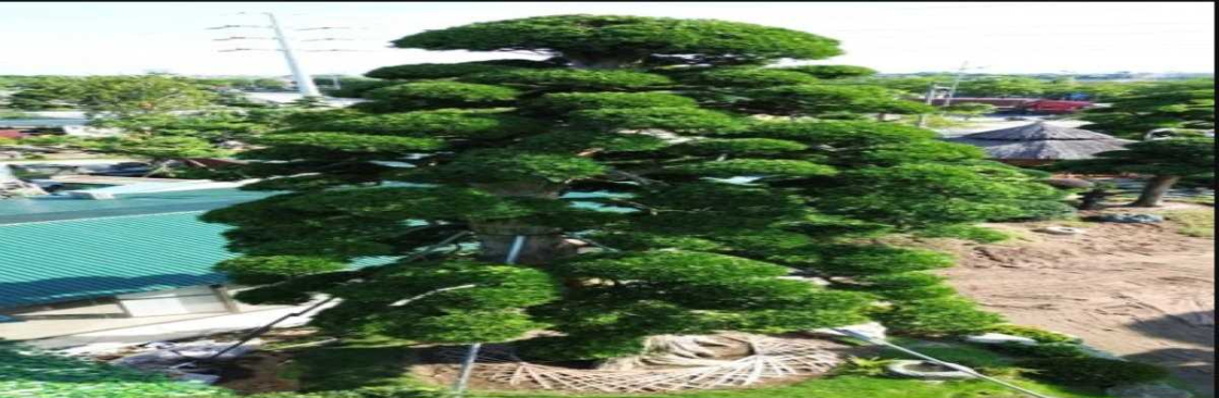 Choi Cay Canh Cover Image